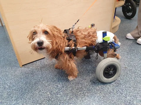 A small, fluffy dog with light brown fur uses a wheelchair for mobility, standing on a blue speckled floor indoors.